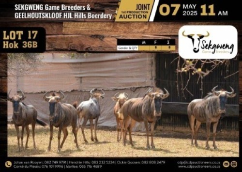 6 X BLUE WILDEBEEST FAMILY GROUP M:0 V/F:6 (Per Piece to take the lot/Per stuk om lot te neem)