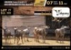 6 X BLUE WILDEBEEST FAMILY GROUP M:0 V/F:6 (Per Piece to take the lot/Per stuk om lot te neem)