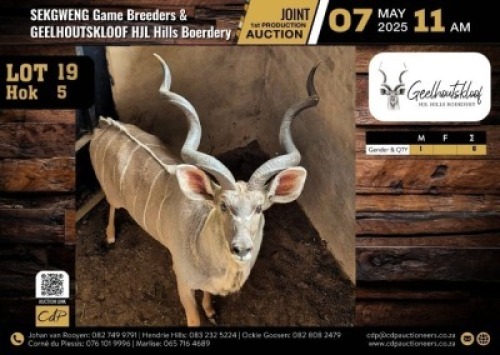 1 X KUDU BULL M:1 V/F:0