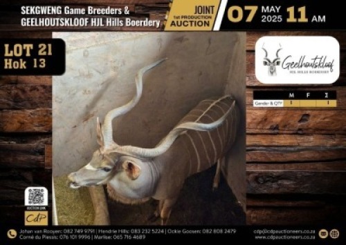 1 X KUDU BULL M:1 V/F:0