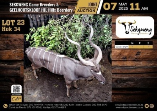 1 X KUDU BULL M:1 V/F:0