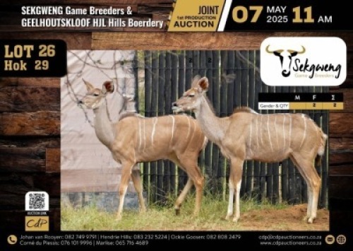 2 X KUDU COWS M:0 V/F:2 (Per Piece to take the lot/Per stuk om lot te neem)
