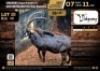 1 X SABLE BULL M:1 V/F:0