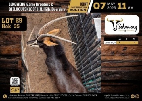 1 X SABLE BULL M:1 V/F:0
