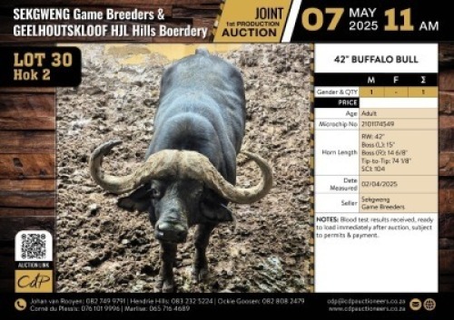 1 X BUFFALO BULL M:1 V/F:0