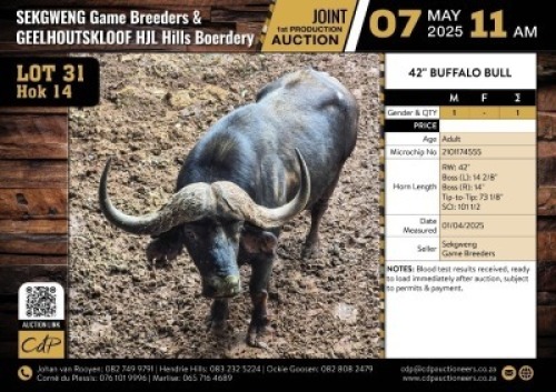1 X BUFFALO BULL M:1 V/F:0
