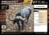 1 X BUFFALO BULL M:1 V/F:0