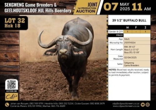 1 X BUFFALO BULL M:1 V/F:0
