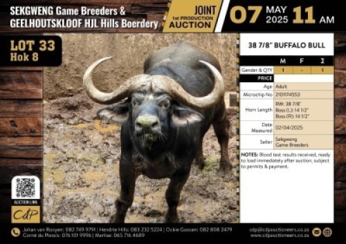 1 X BUFFALO BULL M:1 V/F:0