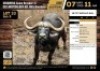 1 X BUFFALO BULL M:1 V/F:0