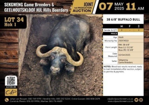 1 X BUFFALO BULL M:1 V/F:0