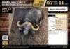 1 X BUFFALO BULL M:1 V/F:0