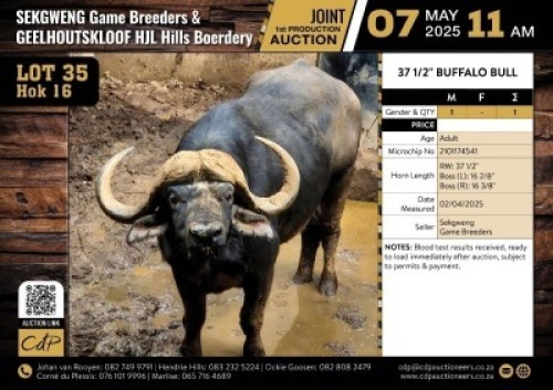 1 X BUFFALO BULL M:1 V/F:0