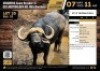 1 X BUFFALO BULL M:1 V/F:0