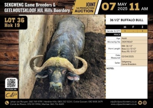1 X BUFFALO BULL M:1 V/F:0