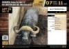 1 X BUFFALO BULL M:1 V/F:0