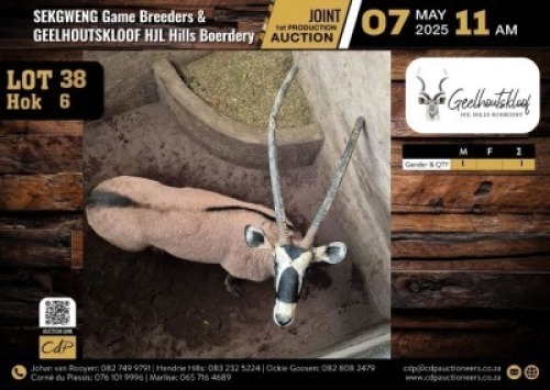 1 X ORYX BULL M:1 V/F:0