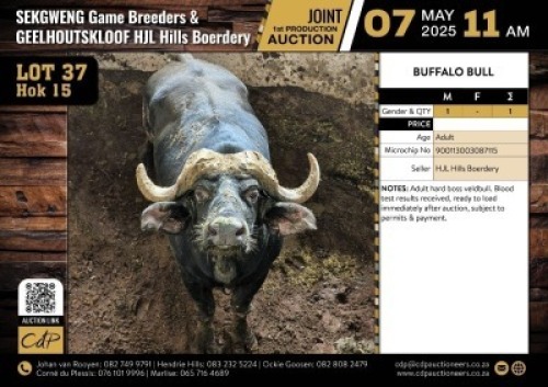 1 X BUFFALO BULL M:1 V/F:0