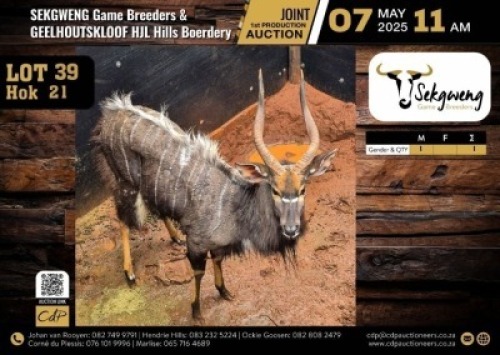 1 X NYALA BULL M:1 V/F:0