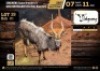 1 X NYALA BULL M:1 V/F:0