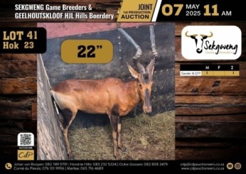 1 X RED HARTEBEEST BULL M:1 V/F:0