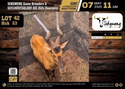 1 X RED HARTEBEEST BULL M:1 V/F:0