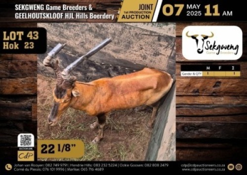 1 X RED HARTEBEEST BULL M:1 V/F:0