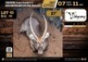 1 X WATERBUCK BULL M:1 V/F:0