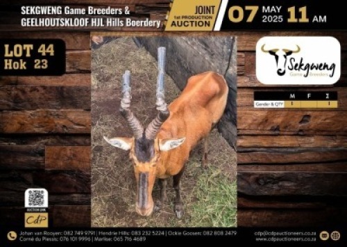1 X RED HARTEBEEST BULL M:1 V/F:0