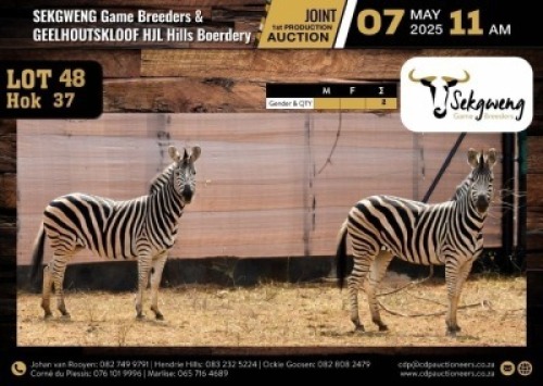 2 X ZEBRAS M:0 V/F:0 (Per Piece to take the lot/Per stuk om lot te neem)