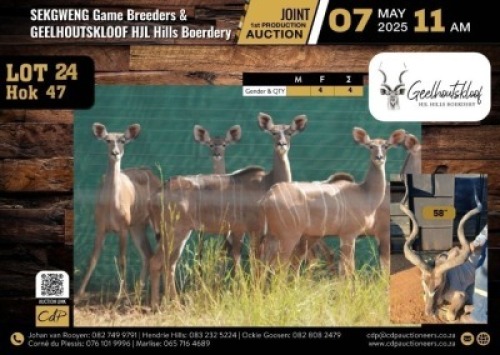 4 X KUDU COWS WALKING WITH 58" BULL V/F:4 (Per Piece to take the lot/Per stuk om lot te neem)