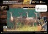 4 X KUDU COWS WALKING WITH 58" BULL V/F:4 (Per Piece to take the lot/Per stuk om lot te neem)