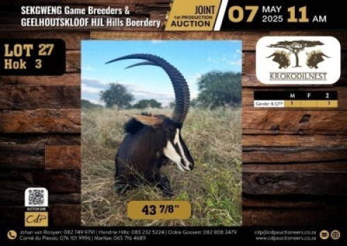 1 X SABLE BULL M:1 V/F:0