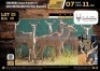 4 X KUDU COWS WALKING WITH 58" BULL V/F:4 (Per Piece to take the lot/Per stuk om lot te neem)