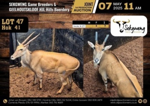2 X ELAND COWS M:0 V/F:2 (Per Piece to take the lot/Per stuk om lot te neem)