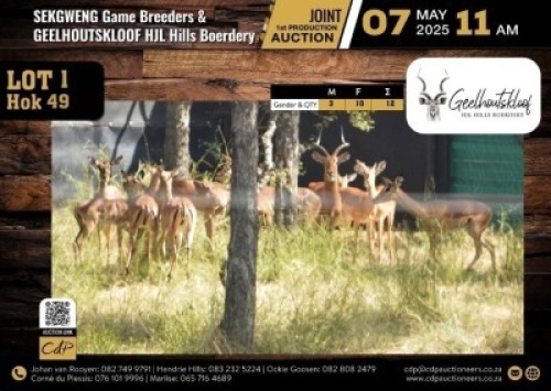 12 X IMPALA FAMILY GROUP M:3 V/F:9 (Per Piece to take the lot/Per stuk om lot te neem)