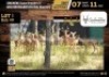 12 X IMPALA FAMILY GROUP M:3 V/F:9 (Per Piece to take the lot/Per stuk om lot te neem)