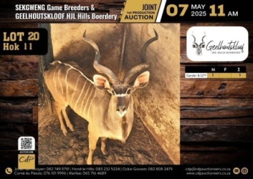 1 X KUDU BULL M:1 V/F:0