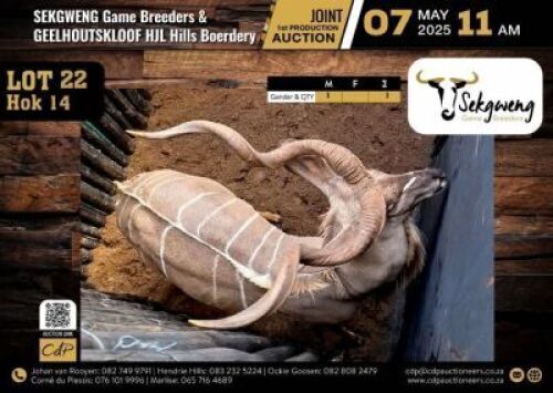 1 X KUDU BULL M:1 V/F:0