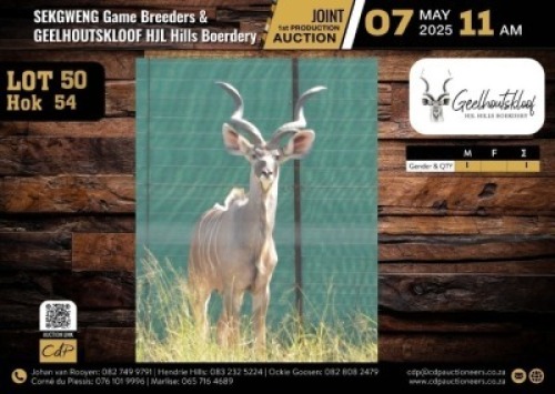 1 X KUDU BULL M:1 V/F:0