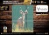 1 X KUDU BULL M:1 V/F:0