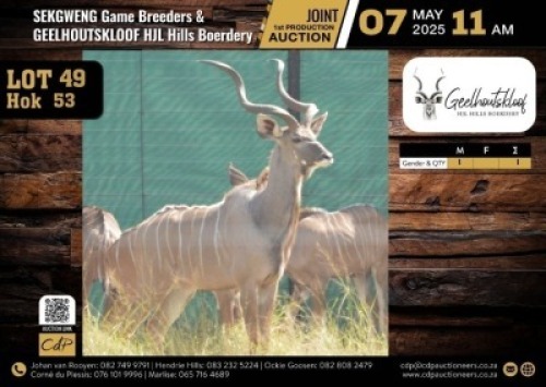 1 X KUDU BULL M:1 V/F:0