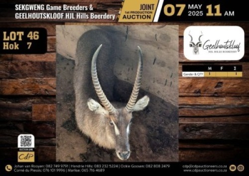 1 X WATERBUCK BULL M:1 V/F:0