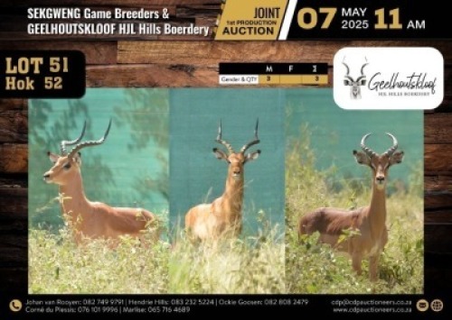 3 X IMPALA M:3 V/F:0 (Per Piece to take the lot/Per stuk om lot te neem)
