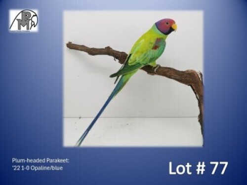 1-0 '22 Plum-headed Parakeet: Opaline/blue - Chris Jacobs