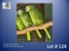 1-1 '22/'23 Amazon: Blue-fronted: Normal x Normal - Fanie Klopper