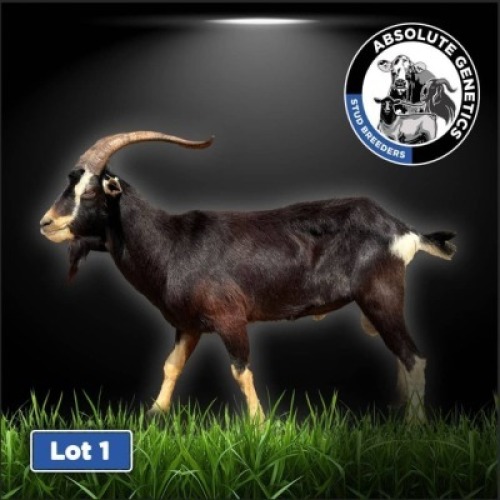 1X BRITISH ALPINE BUCK DRILL RITE STUD