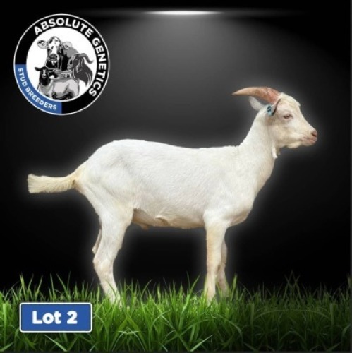 1X SAANEN BUCK DRILL RITE STUD