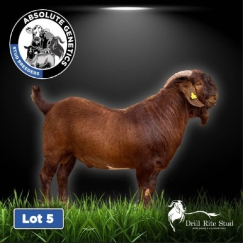 1X KALAHARI RED BUCK DRILL RITE STUD
