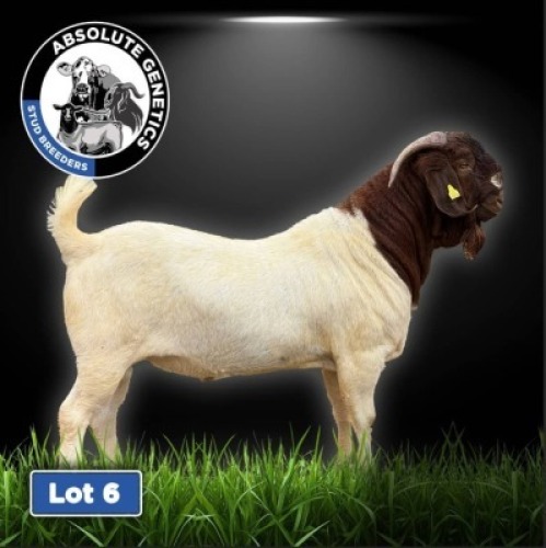 1X BOER GOAT BUCK DRILL RITE STUD